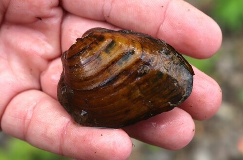 Pleurobema clava (Lamarck, 1819)