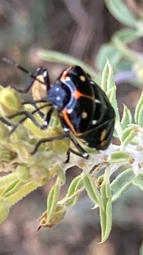 iNaturalist observation photo of Harlequin Bug