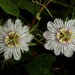 Stinking Passionflower - Photo (c) old-bean-adams, all rights reserved, uploaded by old-bean-adams