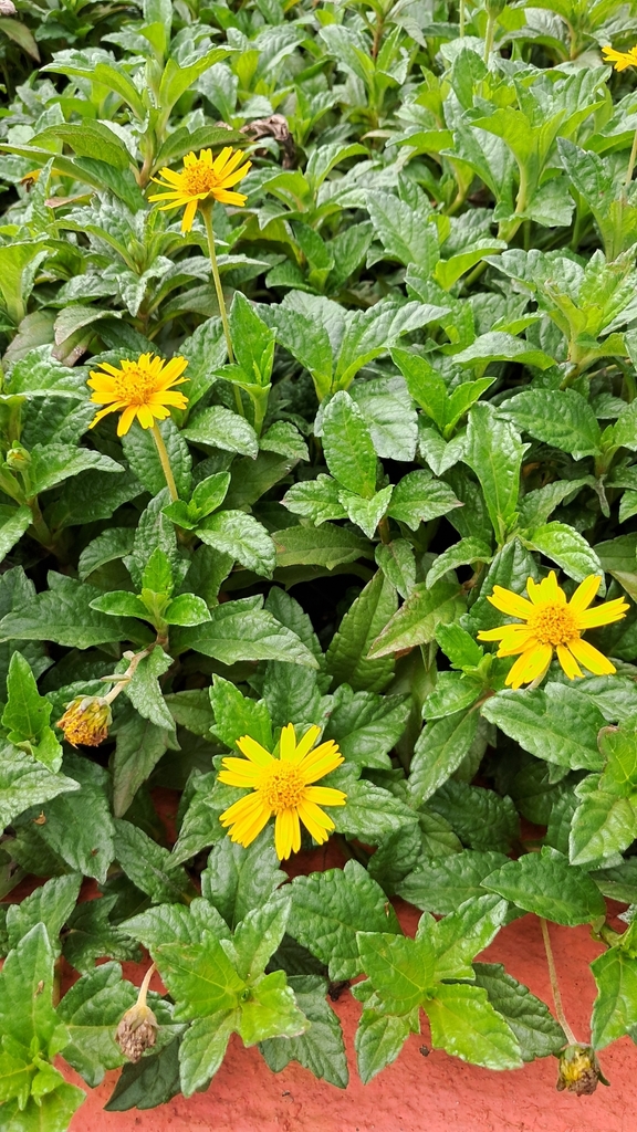 trailing daisy from Maharashtra Nature Park, Sion Bandra Link Road ...