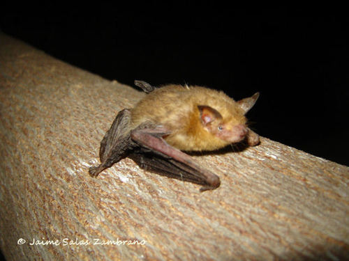 Ecuadorian Little Yellow Bat (Rhogeessa velilla) — Data Deficient Mammalia