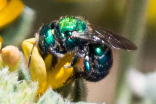 Osmia laeta