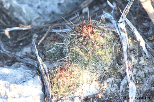 Coryphantha pseudoechinus ssp. laui