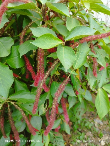 Chenille-plant