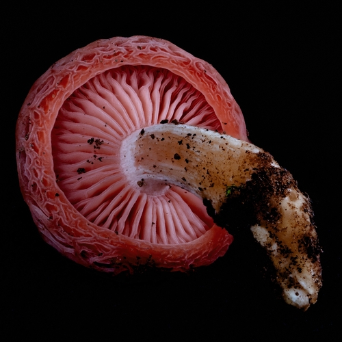 Rhodotus reticeps
