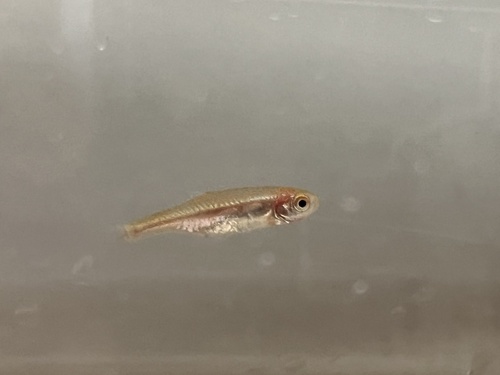 Mico Rasbora Red Dwarf Rasbora (Microrasbora rubescens) · iNaturalist