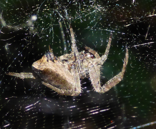 Tropical Tent-web Spider