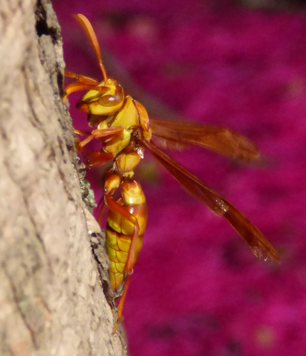 Executioner Paper Wasp