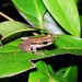 Maracaibo Basin Tree Frog - Photo (c) Orlando Armesto, all rights reserved, uploaded by Orlando Armesto