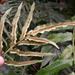 Blechnum ambiguum - Photo (c) peterzoo, όλα τα δικαιώματα διατηρούνται, uploaded by peterzoo