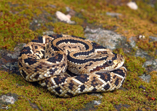 Crotalus simus Latreille, 1801
