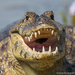 Alligators and Caimans - Photo (c) Robert Siegel, all rights reserved, uploaded by Robert Siegel