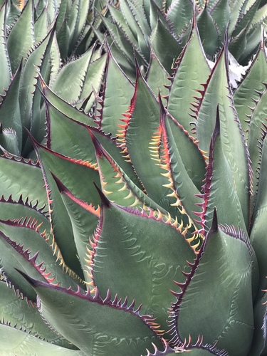 Shaw's Agave