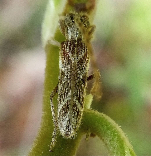 Recchia hirsuta