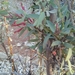 Tapinanthus forbesii - Photo (c) Rona Botha Ash, todos los derechos reservados, subido por Rona Botha Ash