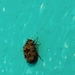 Guernsey Carpet Beetle - Photo (c) Adam Beall, all rights reserved, uploaded by Adam Beall