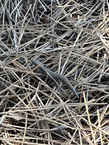 iNaturalist observation photo of Sierra Alligator Lizard