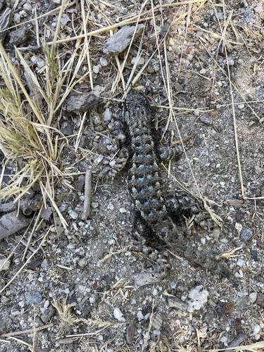 iNaturalist observation photo of Western Fence Lizard