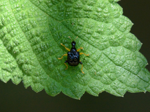 Phymatapoderus latipennis