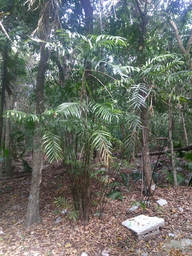 Reed Palm