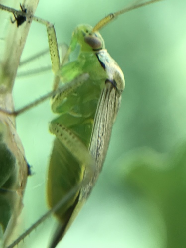 trivial plant bug