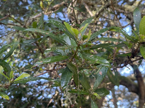 Wax Myrtle foliage