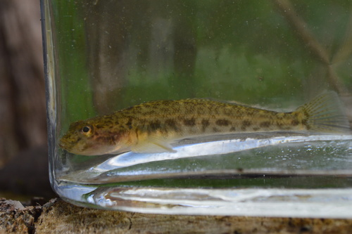 Monkey Goby