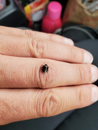 Twice-stabbed Stink Bug