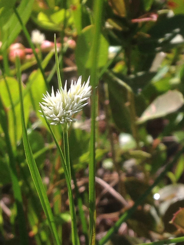 pale beaksedge (Rhynchospora pallida)