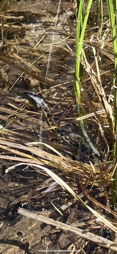 iNaturalist observation photo of Sierra Garter Snake