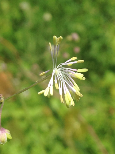 Thalictrum cooleyi