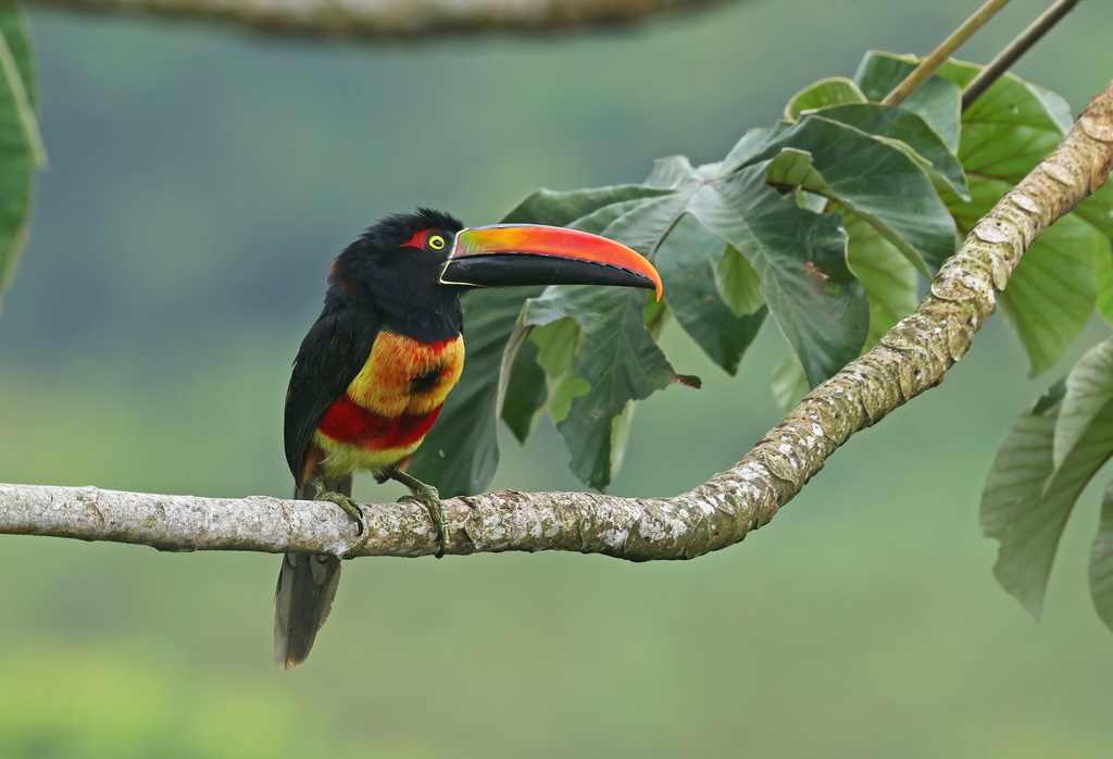 Fiery-billed Aracari photo