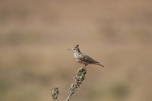Crested Lark