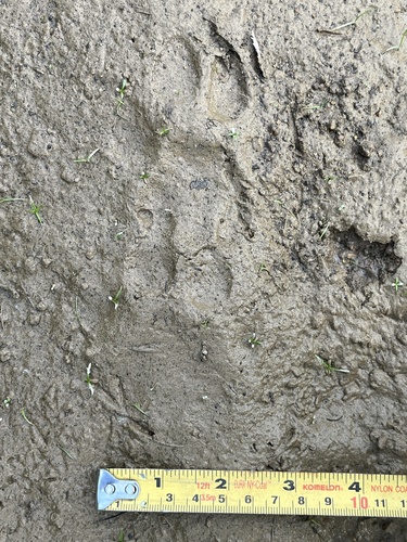 Mountain Lion Tracks – NatureTracking