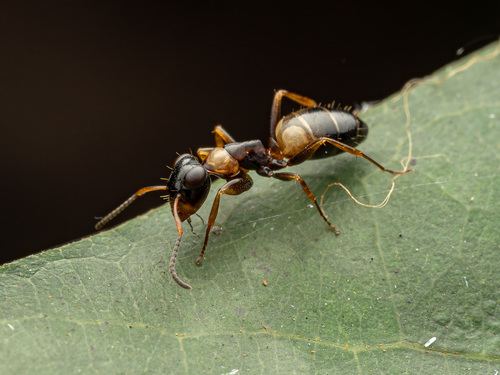 Opisthopsis respiciensOpisthopsis respiciens