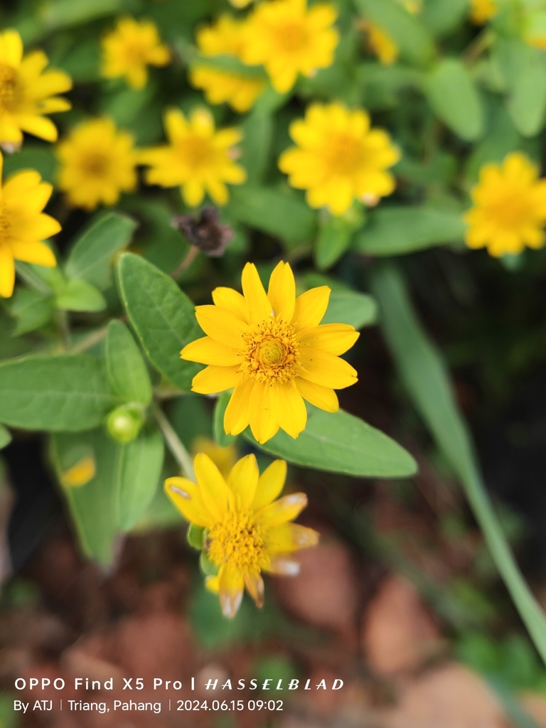 Melampodium divaricatum (Melampodium divaricatum)