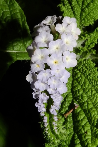 Indian Heliotrope