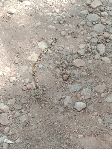 Russell's Viper