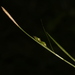 Carex fernaldiana - Photo (c) Bridelia, todos los derechos reservados, subido por Bridelia
