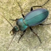 Carabus scheidleri - Photo (c) Nikola Rahmé, all rights reserved, uploaded by Nikola Rahmé