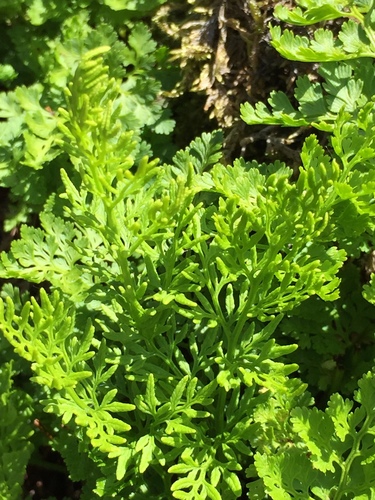 parsley fern