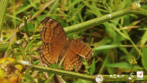 Brown Pansy