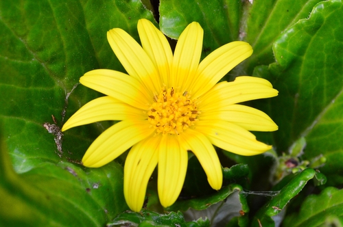 Haplocarpha rueppellii