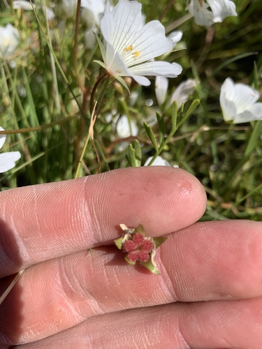 iNaturalist observation photo of Rosy Douglas’ Meadowfoam