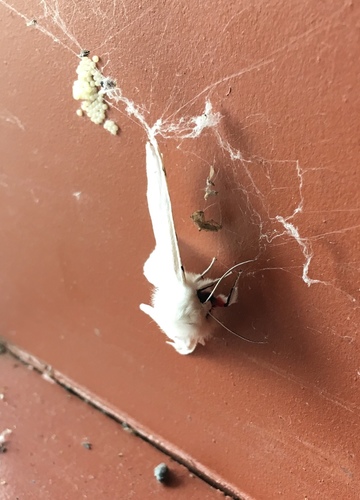 iNaturalist observation photo of Vestal Tiger Moth