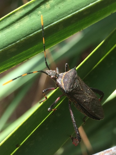 Citron Bug