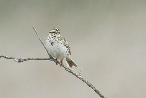 Savannah Sparrow