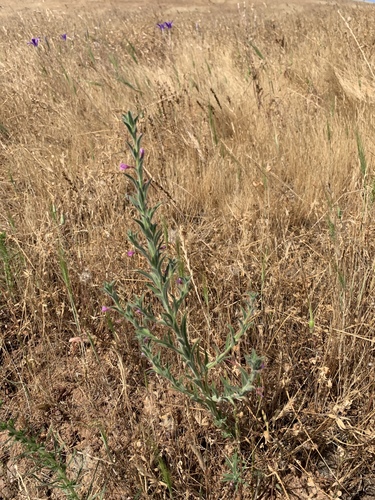 iNaturalist observation photo of pygmy willowherb