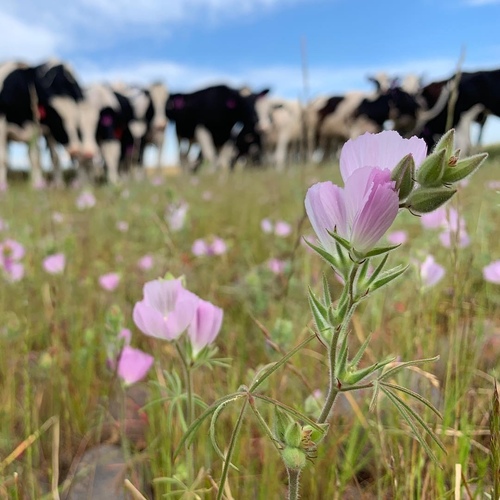 iNaturalist observation photo of Hairy Checkerbloom