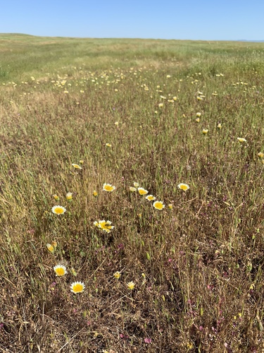 iNaturalist observation photo of Frémont's tidytips